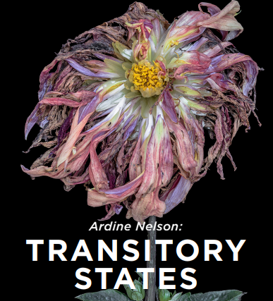 Ardine Nelson- Transitory States