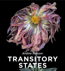 Ardine Nelson- Transitory States Corridor Galleries